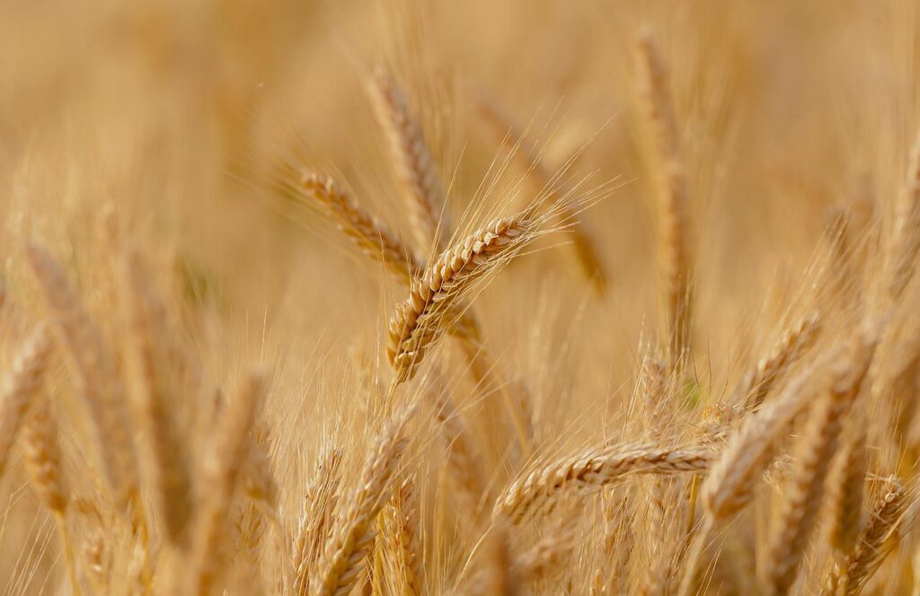 Superficie de cereal grano.