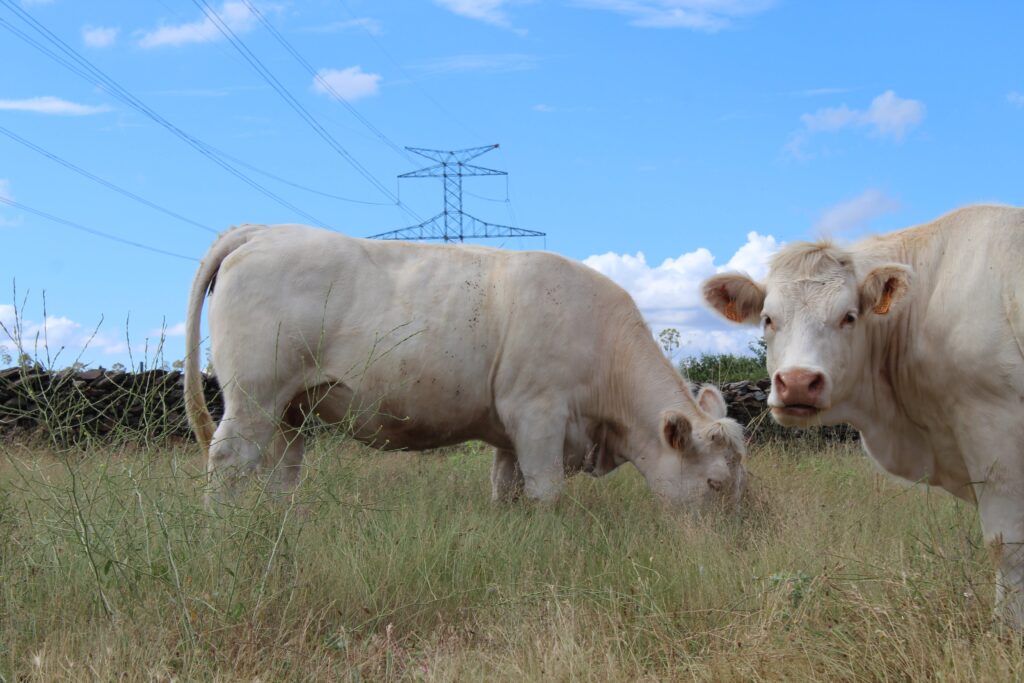 Vacas charolesas