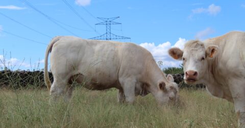 Vacas charolesas