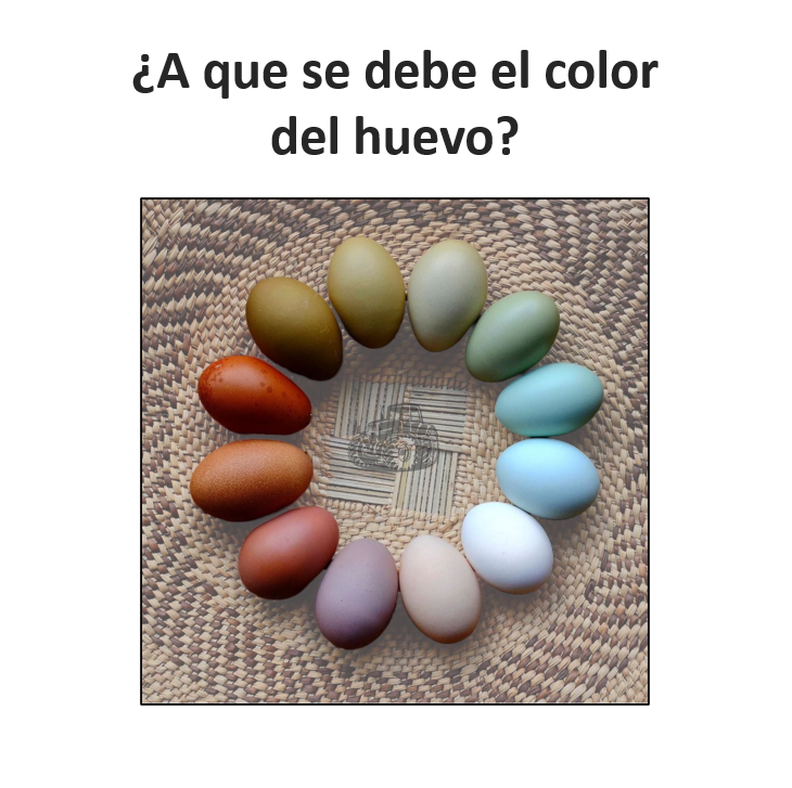 Huevos de colores Gallinas. Gallinas que ponen huevos de colores.