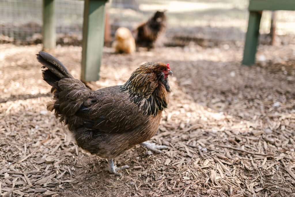 Gallina Araucana