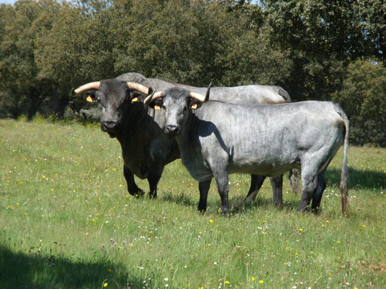 Raza de vacas de carne en España Morucha, Razas autóctonas españolas de fomento.