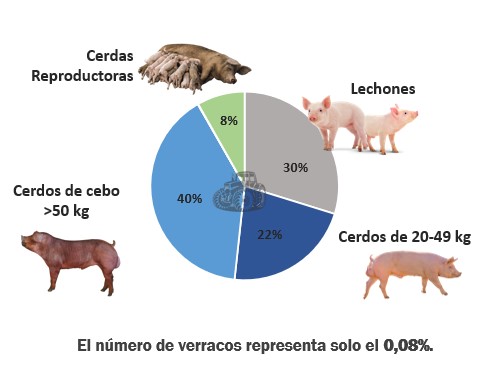 Censo porcino en España. Cerdos 2023.