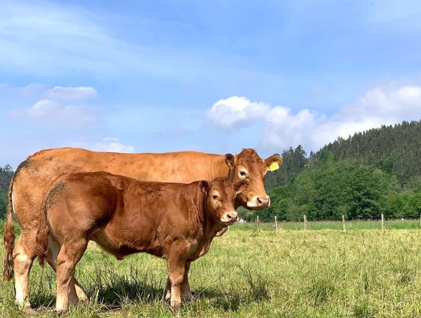 Razas de vacas de carne en España Limusina