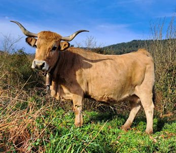 Raza de vacas de carne en España Asturiana de la montaña.