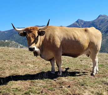 Razas de vacas de carne en España Asturiana de los Valles.