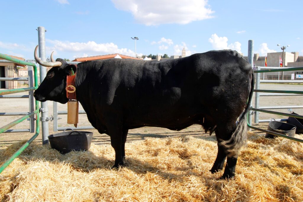 Raza de vacas de carne Avileña-Negra Ibérica
