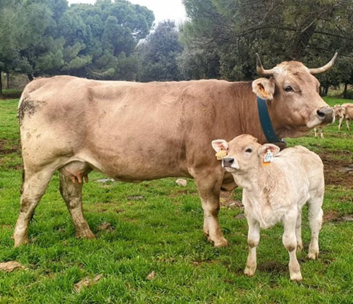 Raza de vacas de carne en España Bruna de los Pirineos.
