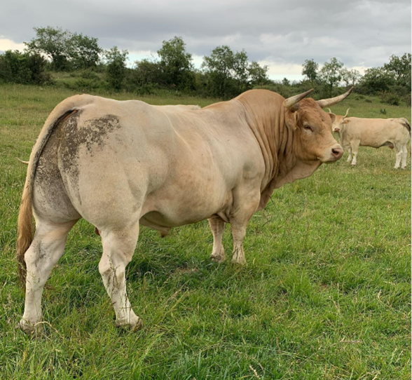 Raza de vacas de carne en España Pirenaica. Vacas pirineo aragonés