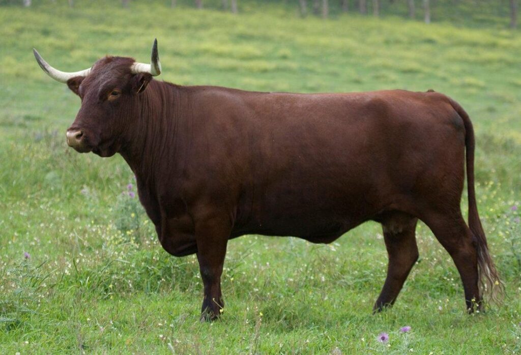 Razas de vacas de carne en España Retinta Extremeña