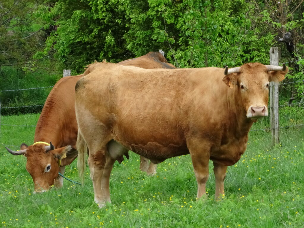 Raza de vacas de carne en España Rubia Gallega