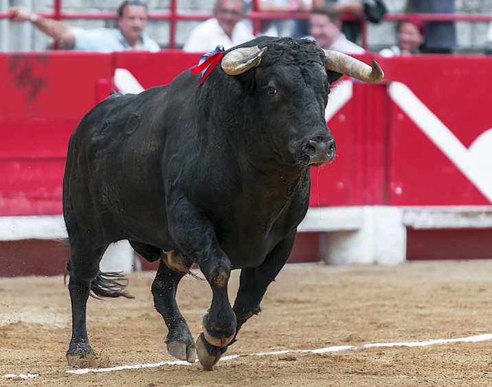 Raza de toros de Lidia es una de las razas de vacas en España destinadas al mundo de la tauromaquia.