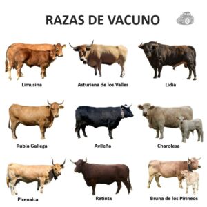 Razas de Ganado Vacuno en España. Razas de vacas de carne. Razas de toros