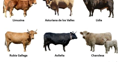 Razas de Ganado Vacuno en España. Razas de vacas de carne