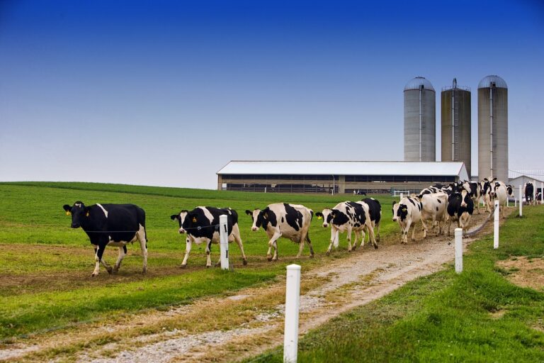 Explotación Ganadera de vacuno de leche. Ayuda a jóvenes agricultores.