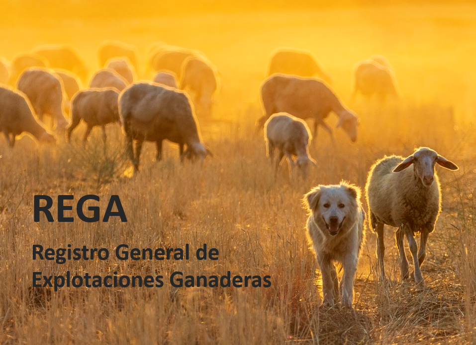 REGA - Registro de Explotaciones Ganaderas - Ovejas pastando protegidas por su perro