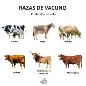 Razas de Vacas - Ganado Vacuno