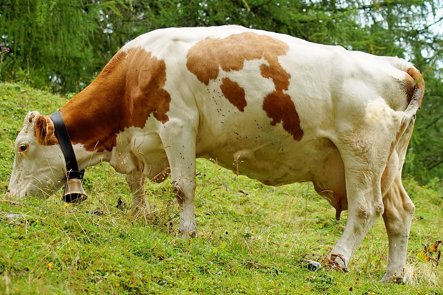 Vaca Fleckviech o Simmental