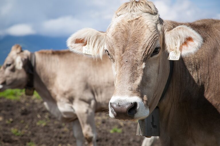 Vaca parda o brown swiss. Vaca lechera. Ayudas asociadas a la ganaderia