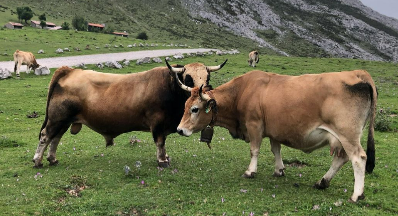 Vaca y toro de la Raza Asturiana de la Montaña, también conocida como Casina. Razas de vacas españolas