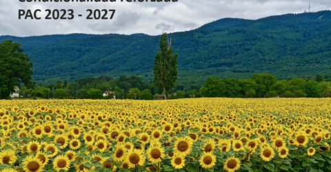 Cultivo de girasoles para condicionalidad reforzada PAC 2023