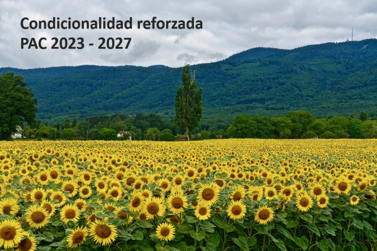 Cultivo de girasoles para condicionalidad reforzada PAC 2023