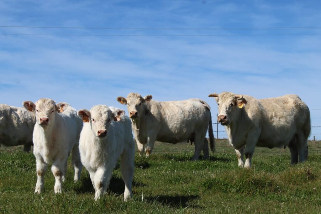 Vacas y ternero de la raza charolesa sobre un pasto verde