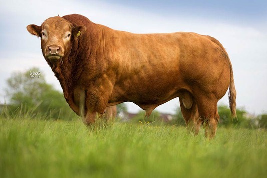 Toro de la raza limusina en un pasto verde