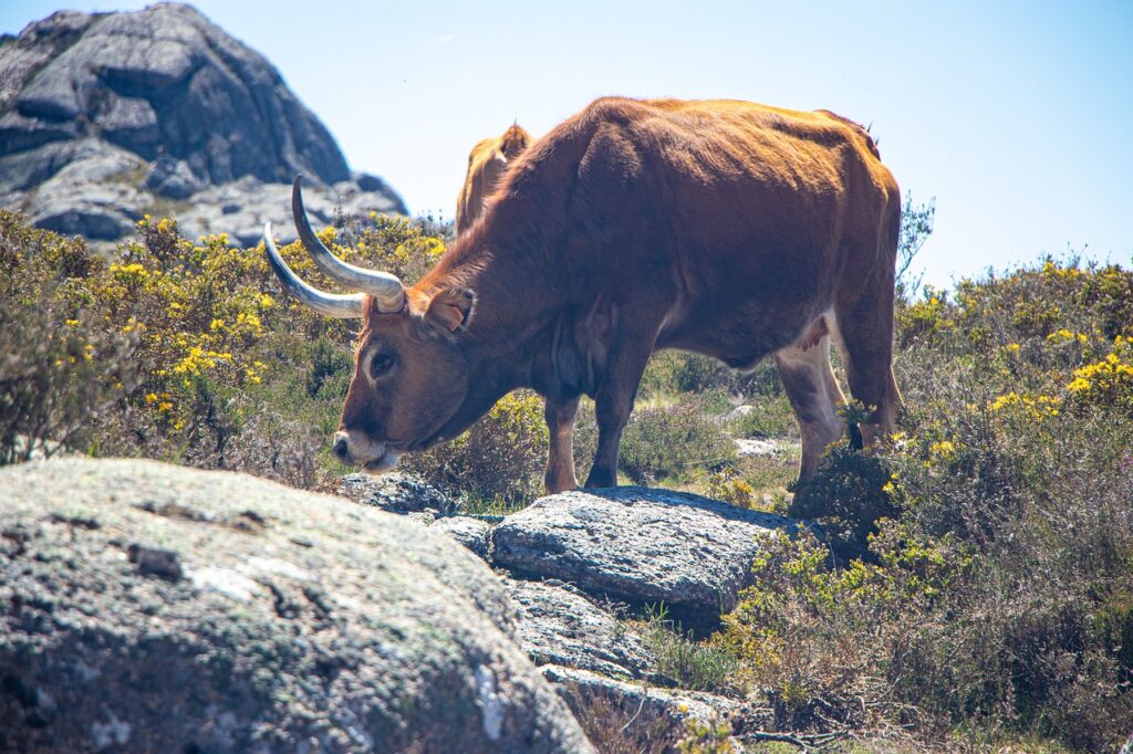 Raza Cachena, vaca gallega en el monte