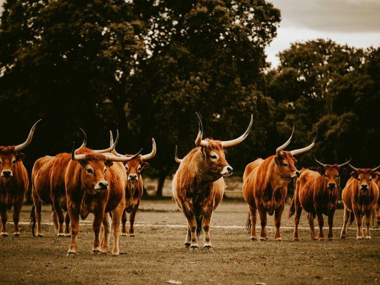 Vaca cachena. Raza Cachena gallega