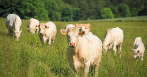 cuantas vacas hay en España. Raza Charolesa