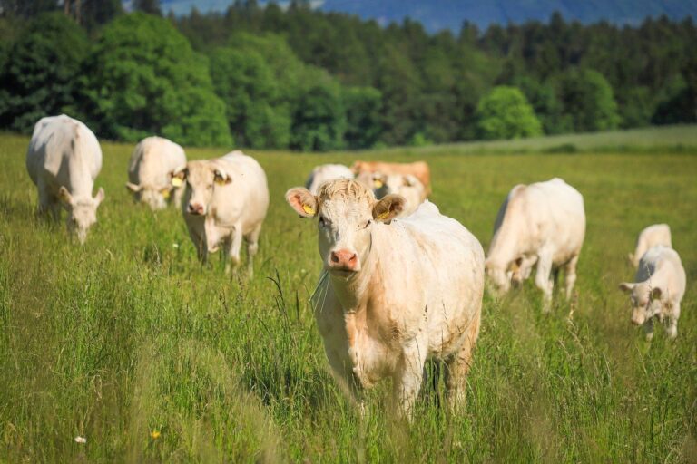 cuantas vacas hay en España. Raza Charolesa