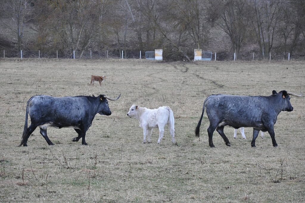 Raza Morucha. Vaca morucha con terneros.