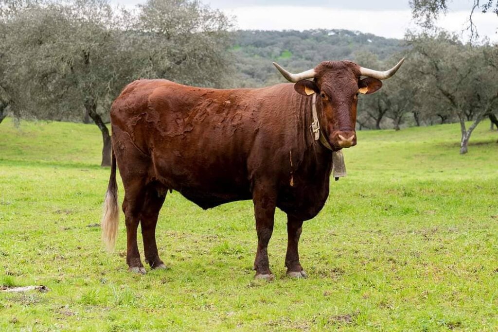 Vaca retinta. raza retinta o retinto. Razas de vacas españolas