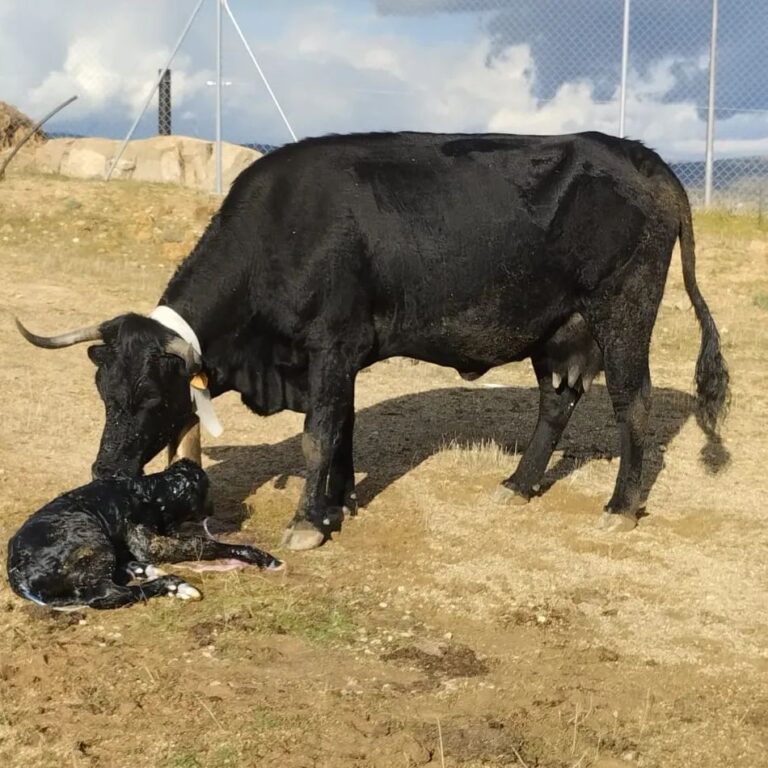 Vaca Avileña Negra ibérica