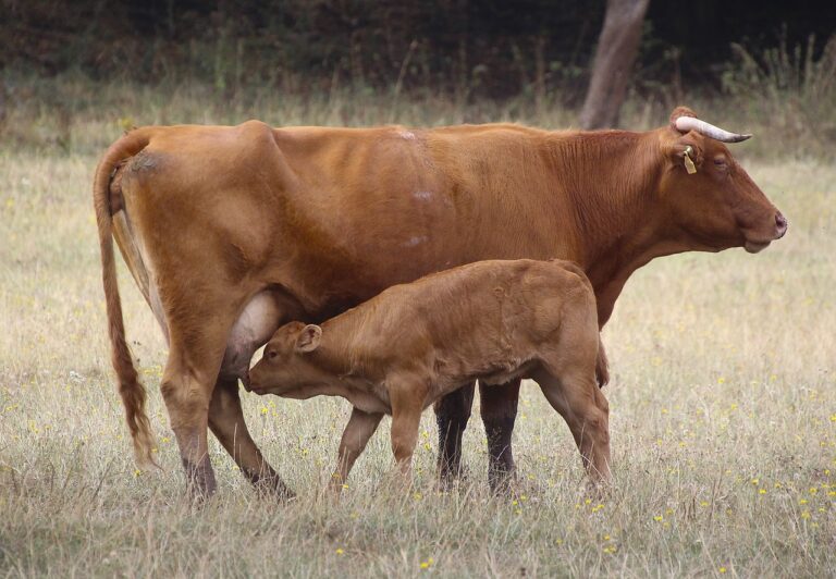 Vaca dando los calostros bovino a su ternero