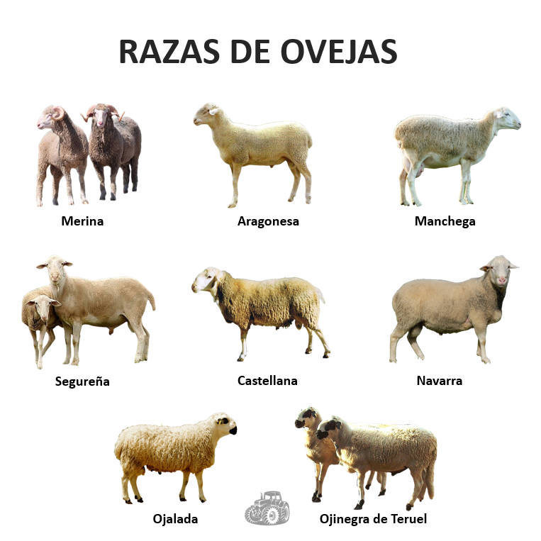 Razas de ovejas de carne en España