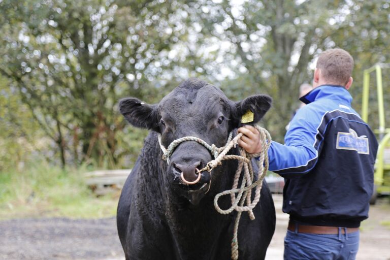 Toros angus. Buey angus. Raza de ganado vacuno de color negro