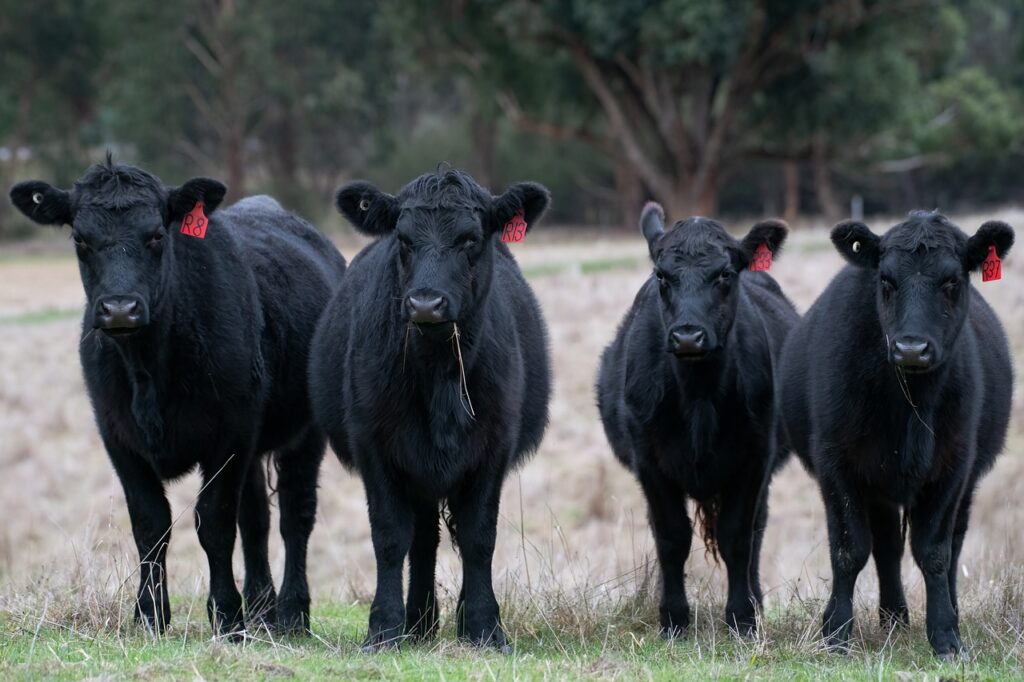 Vaca angus. 4 teneras angus. La carne de angus tiene muy buena grsa infiltrada.