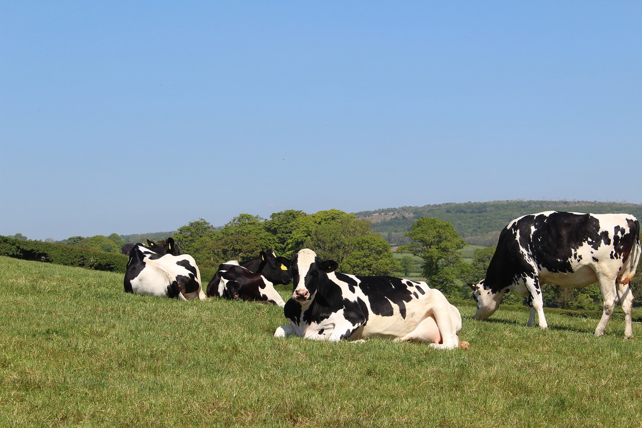 ¿Cuántos litros de leche da una vaca al día?