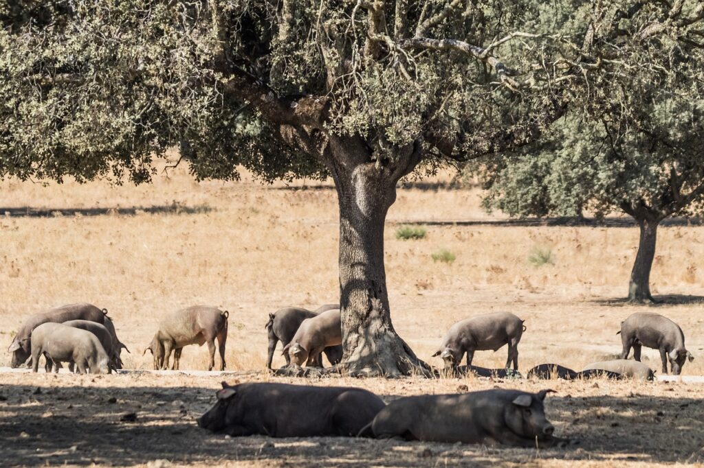 Que comen los cerdos. Cerdo ibérico de bellota