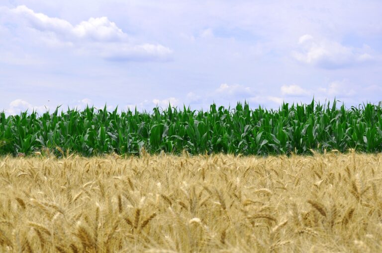 Rotación de cultivos. Agricultura intensiva.