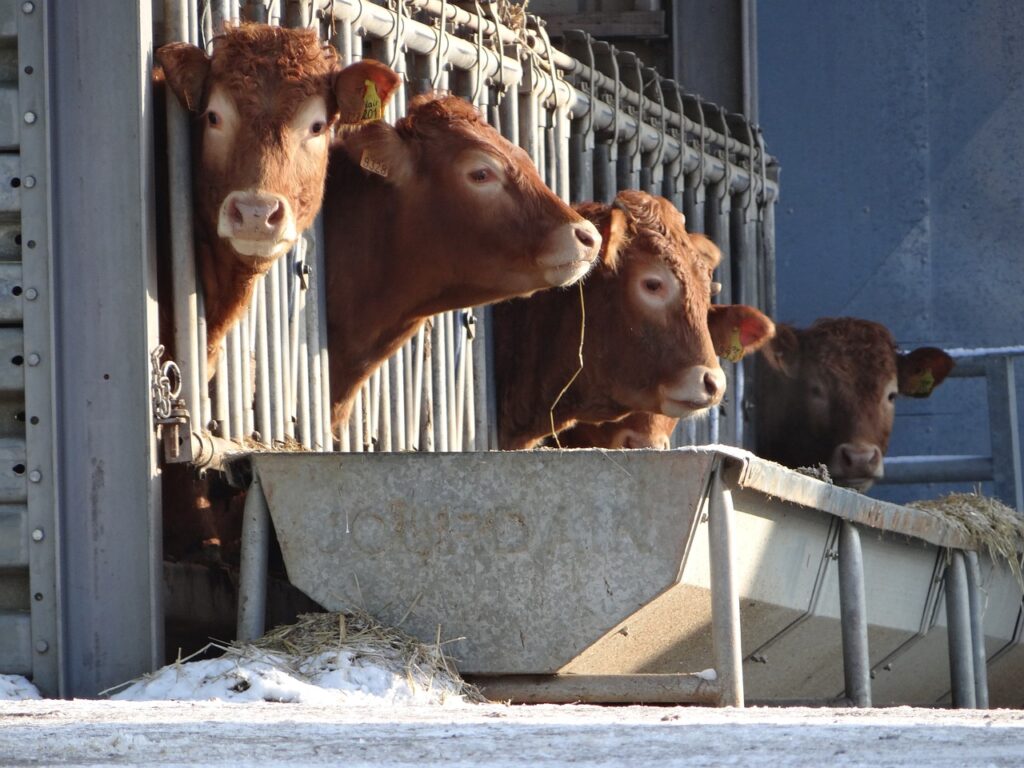 Ganadería Intensiva. Raza de vacas limusina