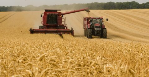 Agricultura en Monocultivo. Diferencias entre monocultivo y policultivo. Cultivos de secano en Andalucía. Marca de tractor Case IH.