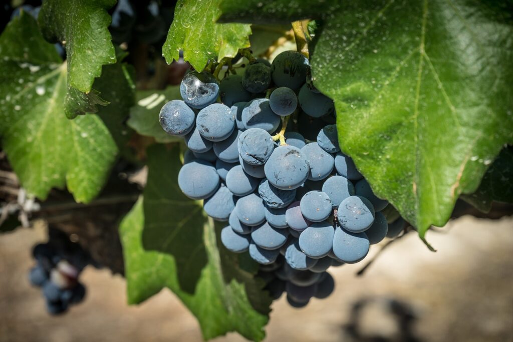 Tipos de uva para vino: Variedades. Tipos de uva para vino tinto. Tempranillo.