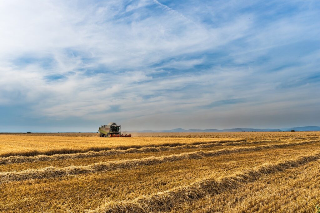 Agricultura extensiva. Cosecha del cultivo de trigo.