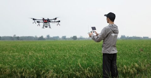 Agricultura de precisión. Agricultor utilizando dron en sus cultivos.