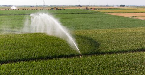 imágenes de agricultura de regadío