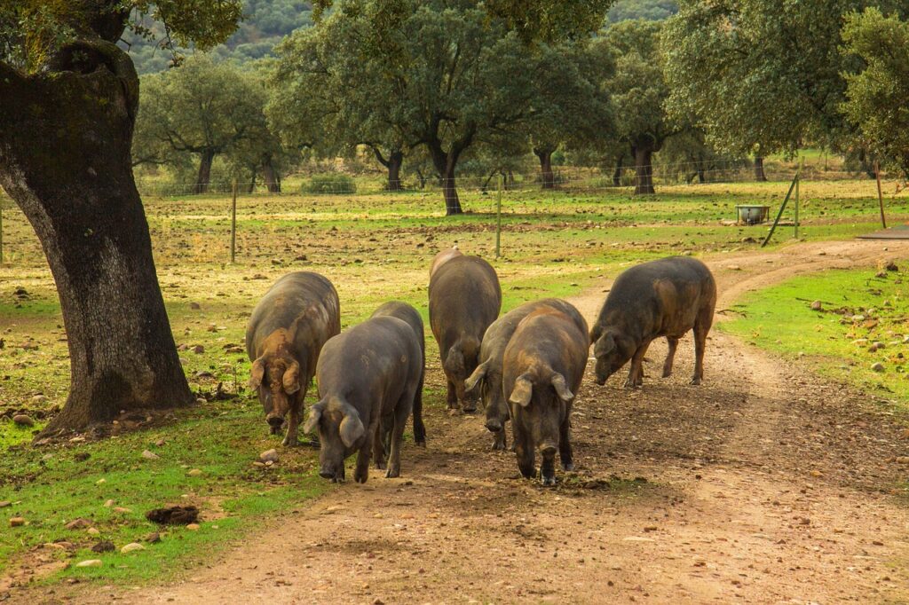 Cerdos ibéricos en la dehesa haciendo la montanera. Cerdo ibérico