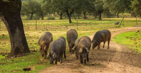 Cerdos ibéricos en la dehesa haciendo la montanera. Cerdo ibérico